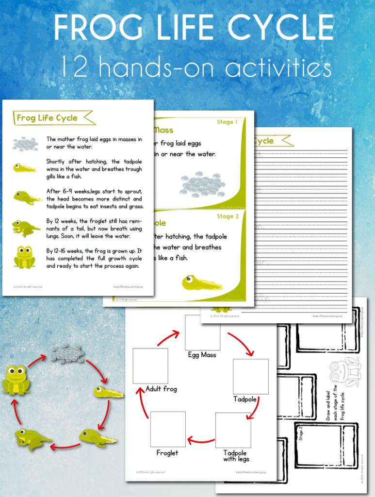 FREE Frog Life Cycle Worksheets