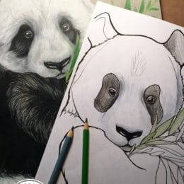 FREE Panda Coloring Pages