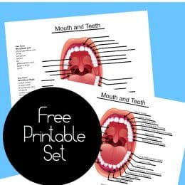 FREE Human Tooth Names Printables