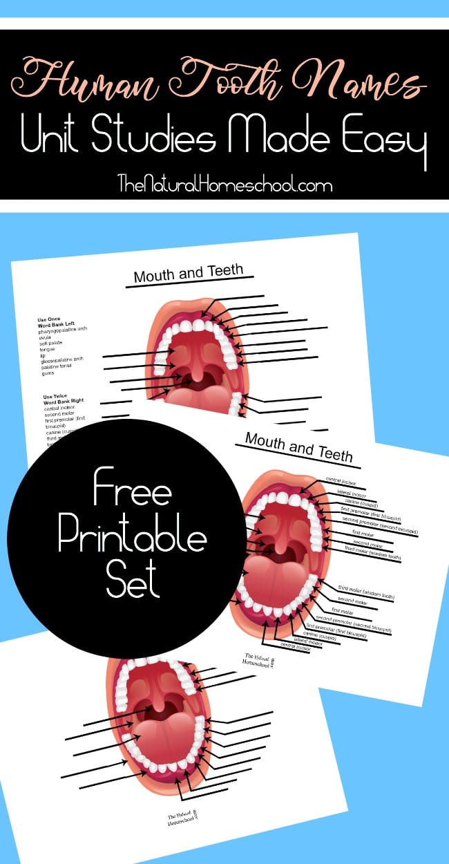 Teeth Names List FREE Human Tooth Names Printables