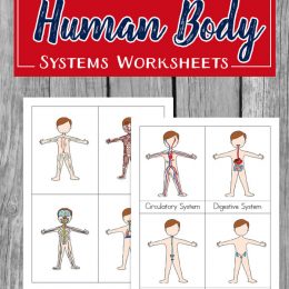 Free Human Body Systems Worksheets