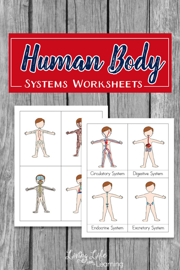 Free Human Body Systems Worksheets