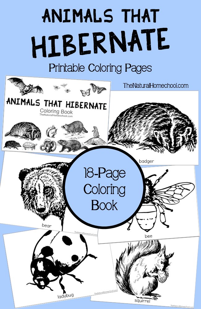 Free Animals that Hibernate Coloring Pages