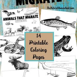 Free Animals That Migrate Coloring Pages