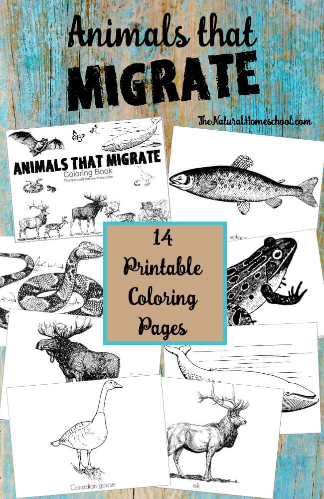 Free Animals That Migrate Coloring Pages