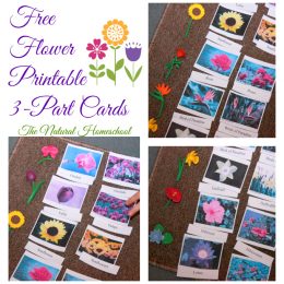 Free Flower Three Part Cards