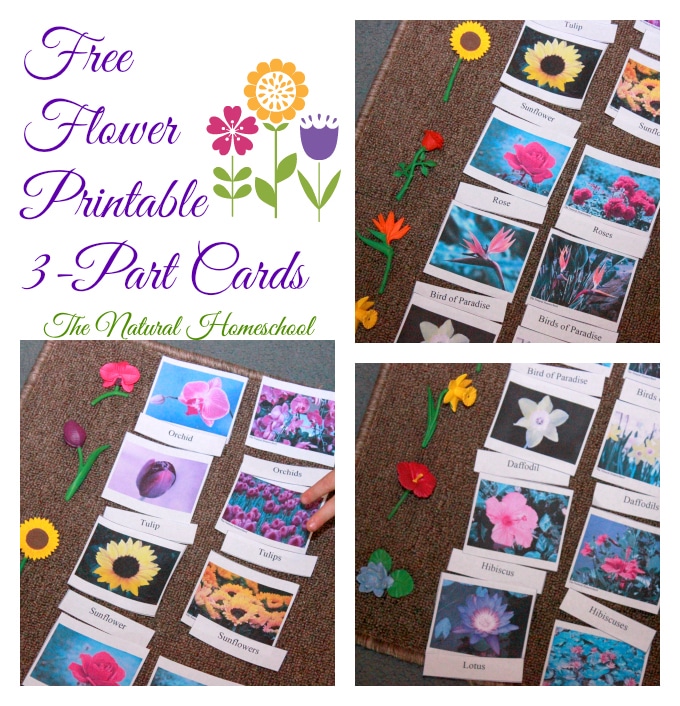 Free Flower Three Part Cards