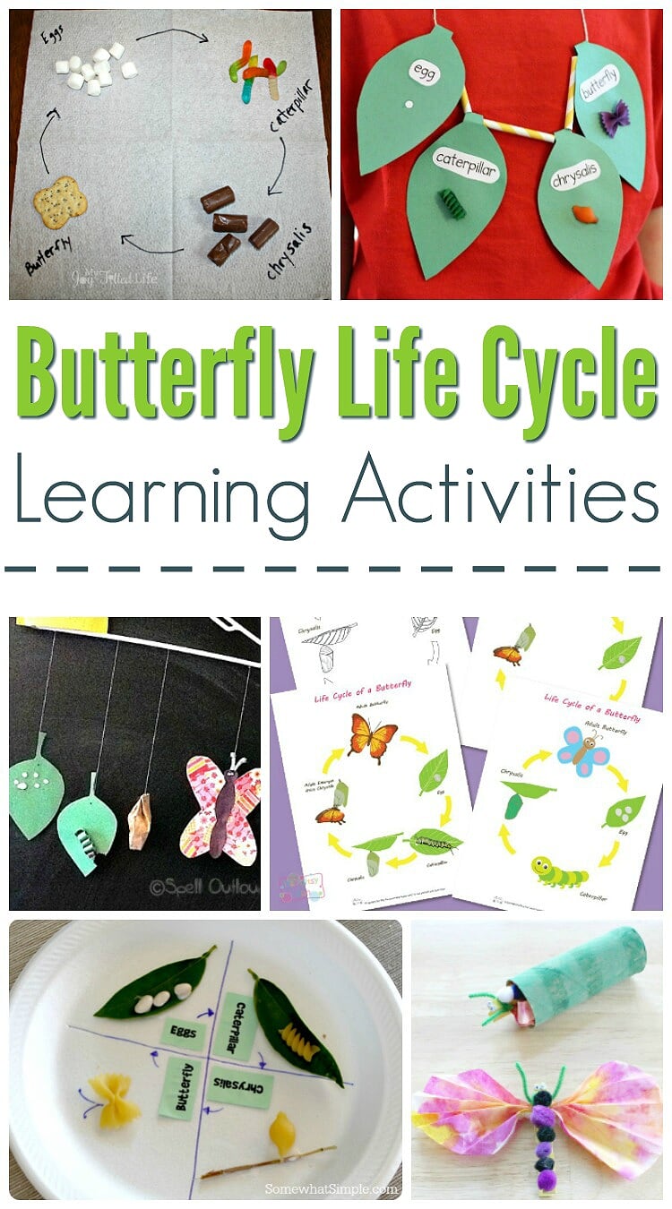 Free Butterfly Life Cycle