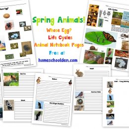 Free Spring Animals Learning Pack