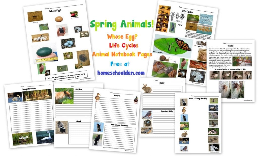 Free Spring Animals Learning Pack