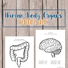 Free Human Body Organs Coloring Pages