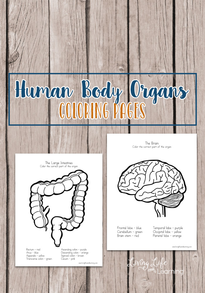 Free Human Body Organs Coloring Pages