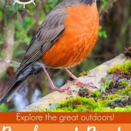 Free Backyard Birds Unit Study