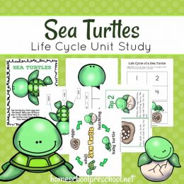 Free Preschool Sea Turtle Life Cycle Unit Study