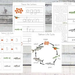 Free Salmon Life Cycle Printable Pack