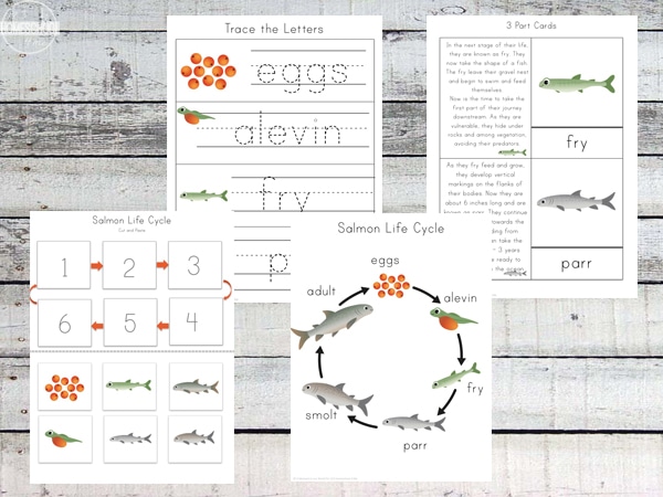 Free Salmon Life Cycle Printable Pack 