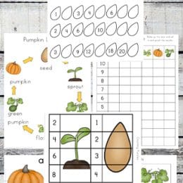 Free Pumpkin Life Cycle Printables