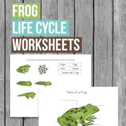 Free Frog Life Cycle Worksheets