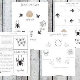 Free Spider Life Cycle Worksheets