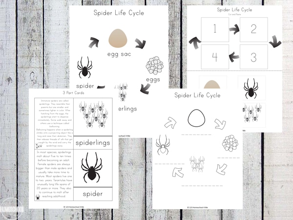 Free Spider Life Cycle Worksheets