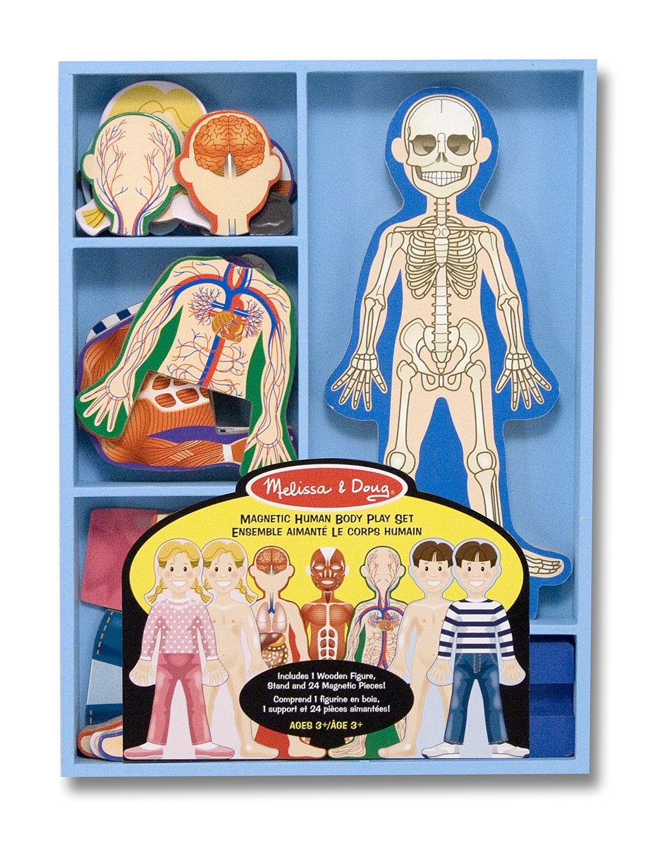 Magnetic Human Body Anatomy Play Set Only $10.39! (20% Off!)