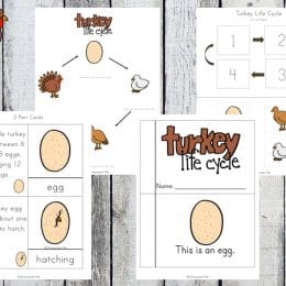 Free Turkey Life Cycle Worksheets