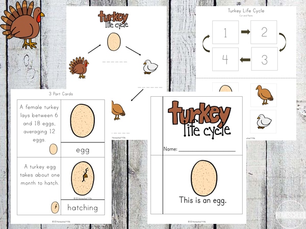 Free Turkey Life Cycle Worksheets