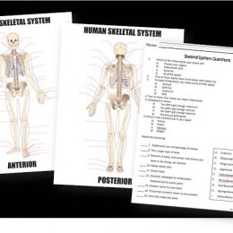 Free Skeletal System Worksheets