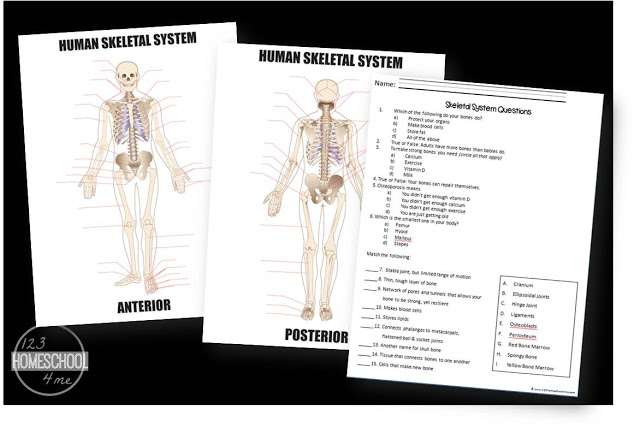 Free Skeletal System Worksheets