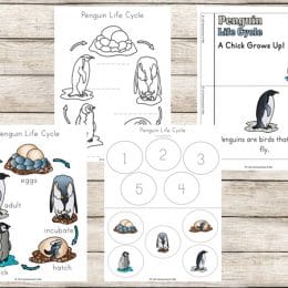 Free Penguin Life Cycle Pack