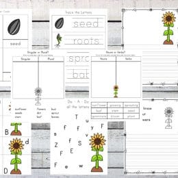Free Sunflower Life Cycle Worksheets