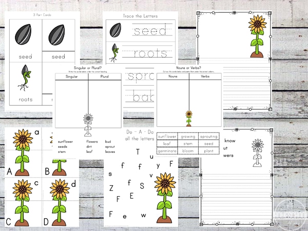 Free Sunflower Life Cycle Worksheets