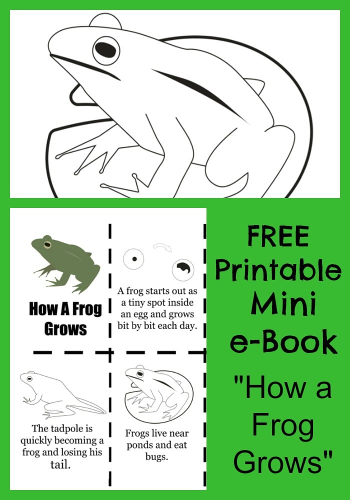 FREE Frog Life Cycle Mini-Book