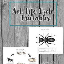 Free Ant Life Cycle Printables