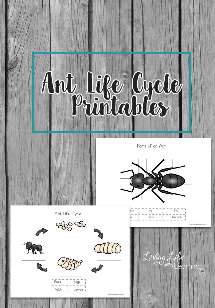 Free Ant Life Cycle Printables