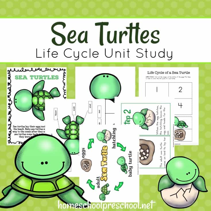 Free Sea Turtle Life Cycle Unit Study