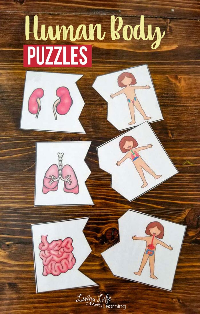 Free Human Body Puzzles