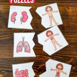 Free Human Body Puzzles