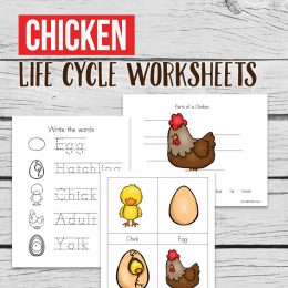 Free Chicken Life Cycle Worksheets