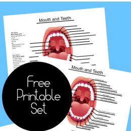 Free Human Teeth Worksheets