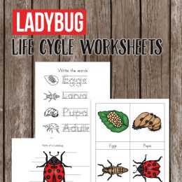 Free Ladybug Life Cycle Worksheets