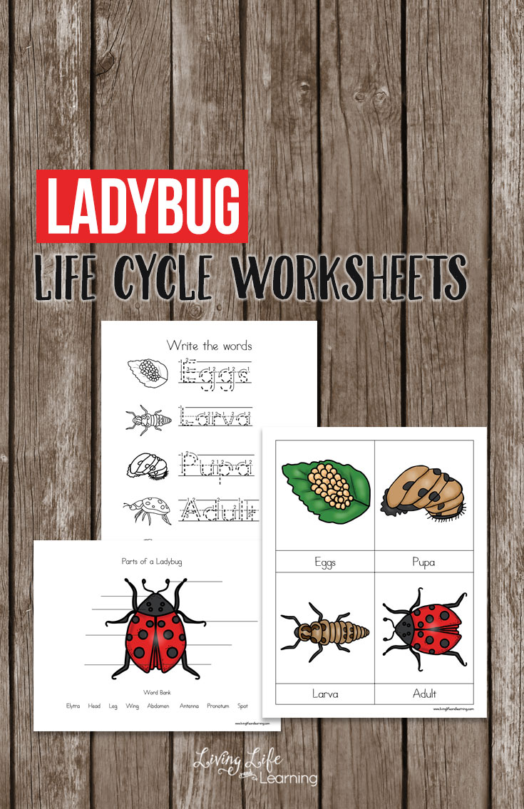 Free Ladybug Life Cycle Worksheets