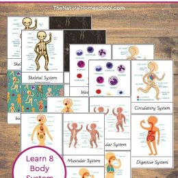 human anatomy body systems