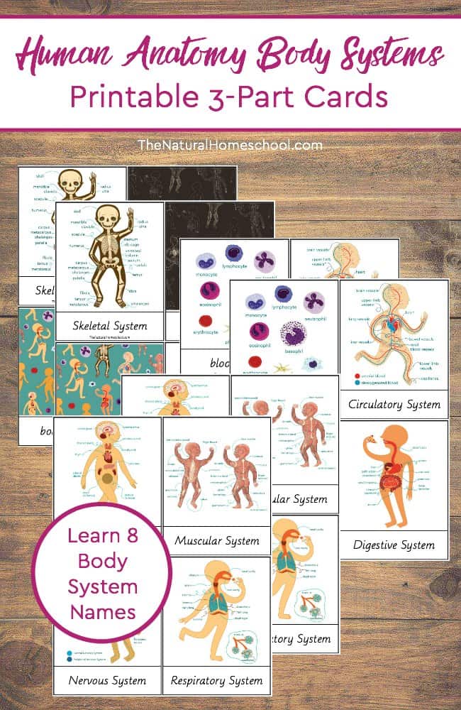 FREE Human Anatomy Systems Printable Cards Free Homeschool Deals