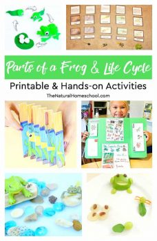 FREE Frog Life Cycle Hands-On Printable Activities