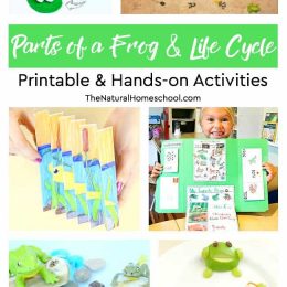 free frog life cycle hands-on printable activities