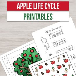 apple life cycle printables