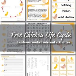 free chicken life cycle worksheet activities