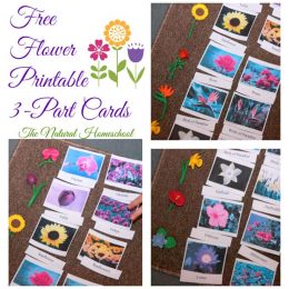 FREE Printable Flower 3-Part Cards