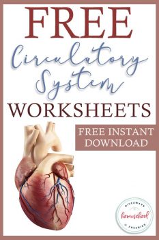 FREE Circulatory Systems Worksheets